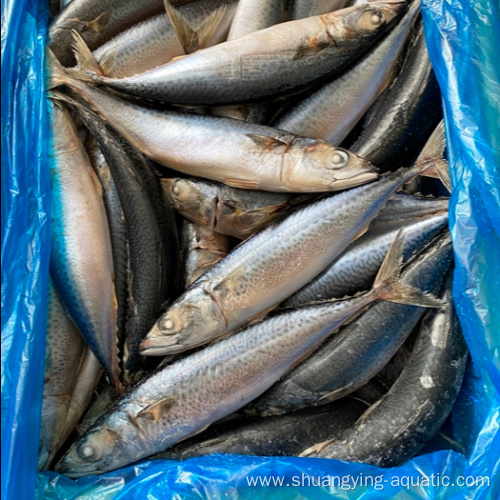 Hot Selling Pacific Mackerel In 8-10Pcs/Kg By Customised